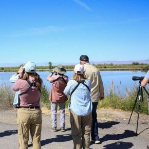 Great Salt Lake Bird Festival Wrap Up